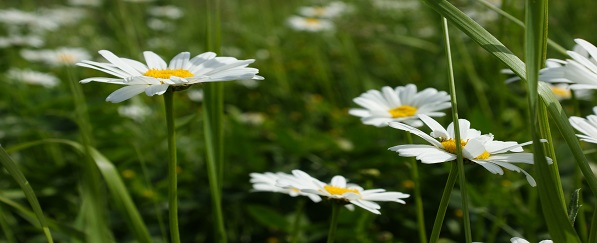 Daisy field in Tsaghkadzor